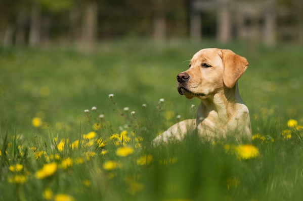 Hundekot im Garten – Was können Sie dagegen tun?